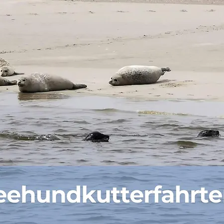 Smittshoern 3 - Nordsee Fuer Gruppen Und Familien Mit Eingezaeunten Garten Hébergement de vacances Wittmund